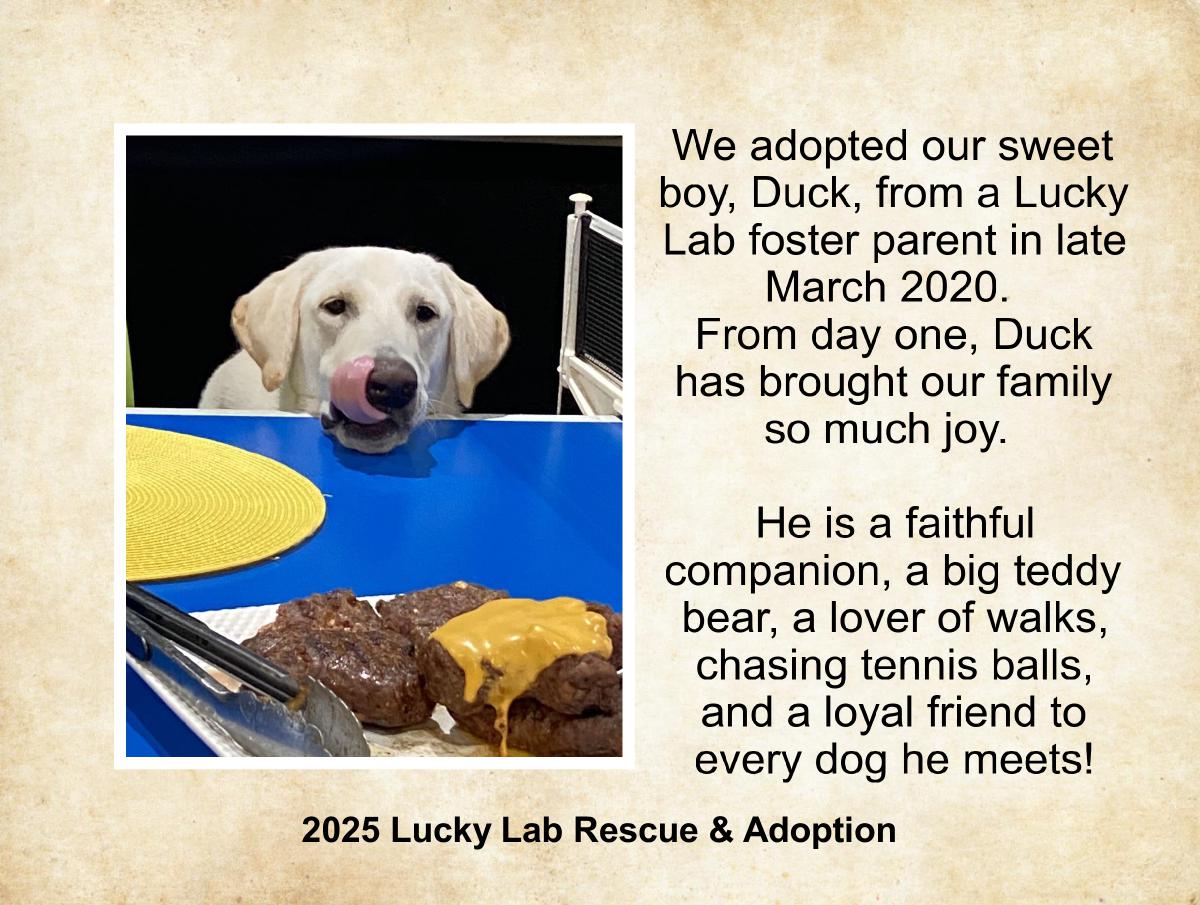 Lucky Lab Rescue and Adoption 2025 Calendar
