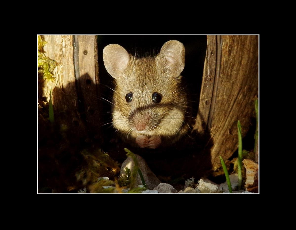 George the mouse in a log pile house  calendar