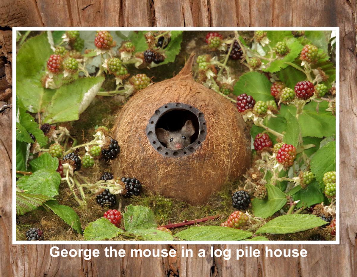 new 2025 George the mouse calendar usa