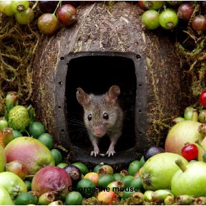 2025 George the mouse calendar  5